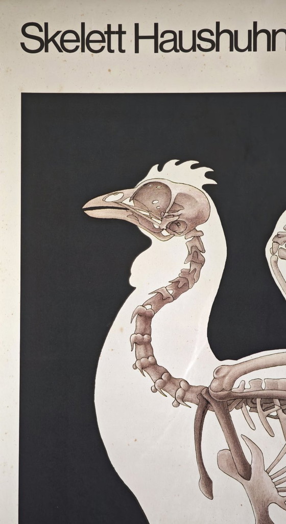 Image 1 of Affiche scolaire vintage RDA, maison squelette, poulet