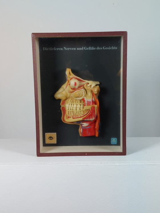 Image 1 of Medical wax model, Hygiene Museum Dresden, teaching model, display case, facial nerves