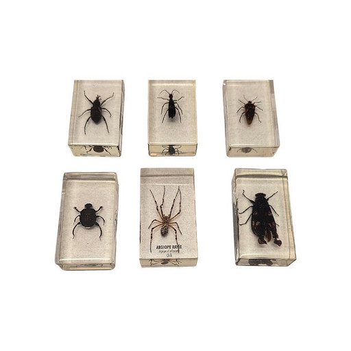 15 verschiedene Insekten aus aller Welt in Epoxidharz, Ende des 20. Jahrhunderts