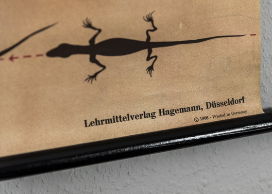 Image 1 of Originele schoolmuurkaart uit 1962 van de zandhagedis, Jung Koch Quentell biologie leskaart oprolkaart vintage