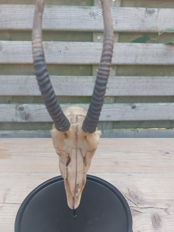 Image 1 of Springbock- und Impalaschädel