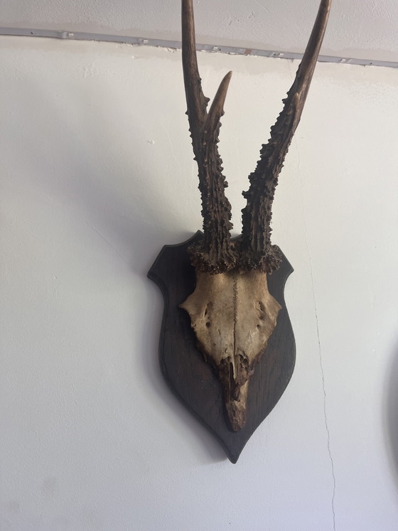 Image 1 of Palchi di capriolo