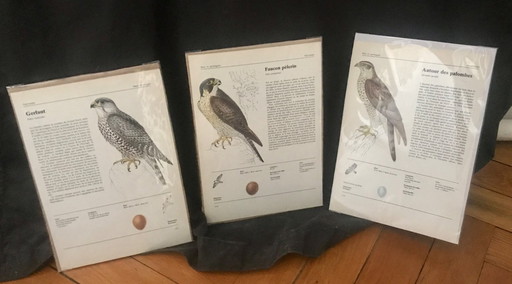 Illustrations rapaces