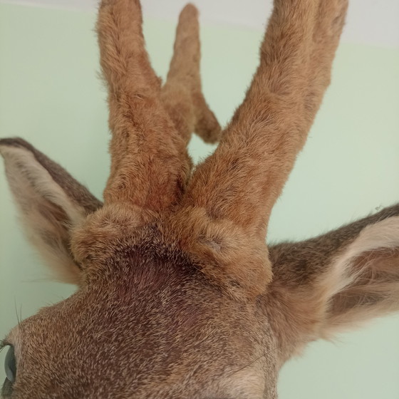 Taxidermie: Prachtige Opgezette Reebok (Zeseinder) In Zomervacht Met Velvet Gewei.60 cm hoogte! (photo 7 of 10)