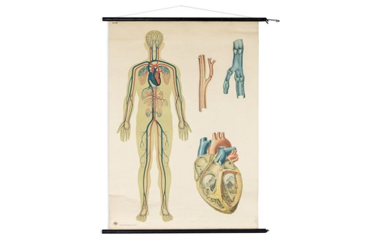 Original Vintage Schulwandkarte Mensch Blutkreislauf Anatomie Plakat Lehrtafel Rollkarte Biologie DHM Dresden DDR
