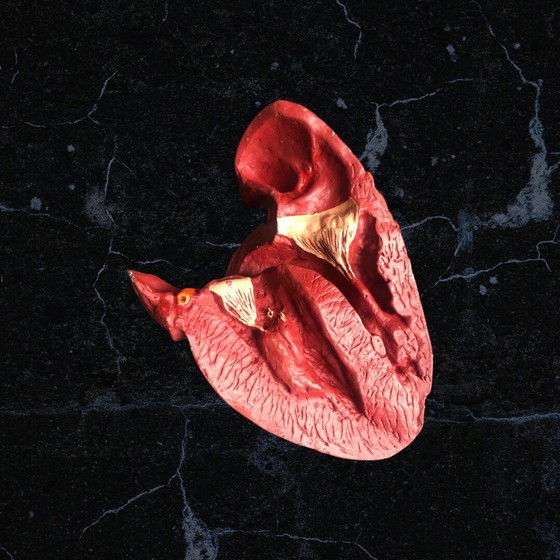 Image 1 of Trasicor retard vintage lifesize medical human heart specimen model anatomical physician's educational boxed 80s