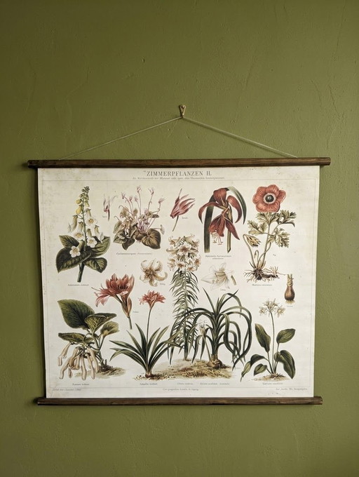 Wandposter | Reproduktion einer alten botanischen Tafel | Erthwhile