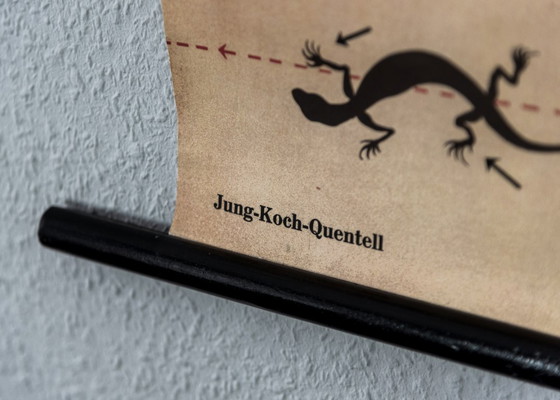 Image 1 of Originele schoolmuurkaart uit 1962 van de zandhagedis, Jung Koch Quentell biologie leskaart oprolkaart vintage
