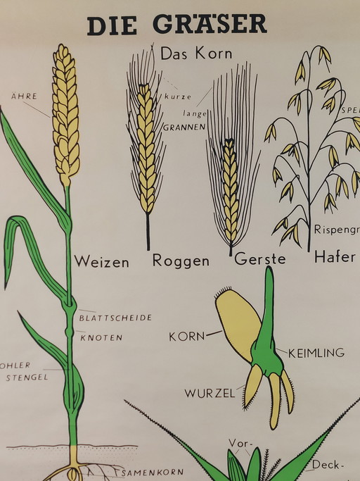 Vintage Rollkarte Lehrmittel Biologie Botanik Gräser Wandkarte
