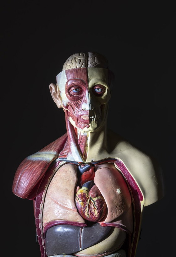 Anatomisch Torso Model, Half Spier Half Huid, Toegeschreven aan Deutsches Hygiene-Museum Dresden, (photo 4 of 8)