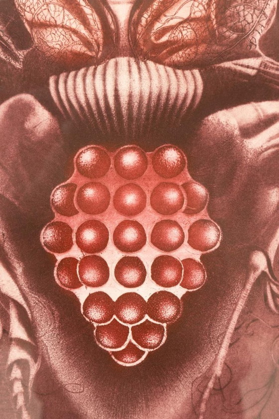 Image 1 of Stampa in edizione limitata “Vinný brouk”, Jaroslava Pešicová, 1982, Cecoslovacchia