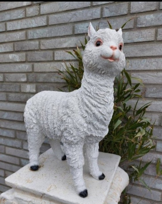 Image 1 of alpaga joyeux