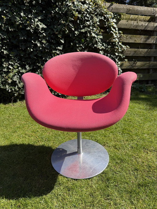 Little tulip Artifort (pink)