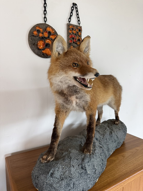 Taxidermie d'un renard empaillé '00 – Objets déco, Plastic (photo 7 of 8)