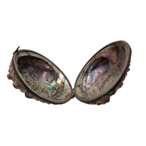 Ancienne boîte en coquille d'ormeau, début du 20e siècle