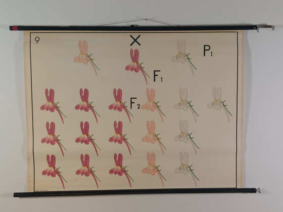 Image 1 of Vintage linen roll-up map, teaching aid for biology, cryptomeria, heredity
