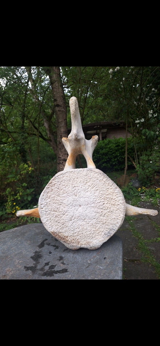 Scultura del Mare – Oggetti decorativi, Other (photo 3 of 5)