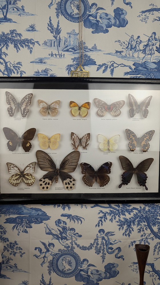 Image 1 of Large Entomological Butterfly Taxidermy Display Case Curiosity Cabinet