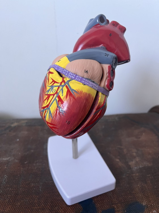 Image 1 of Anatomical decoration x 5