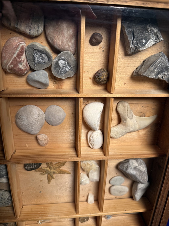 Image 1 of Antike Museumsvitrine mit Fossilien