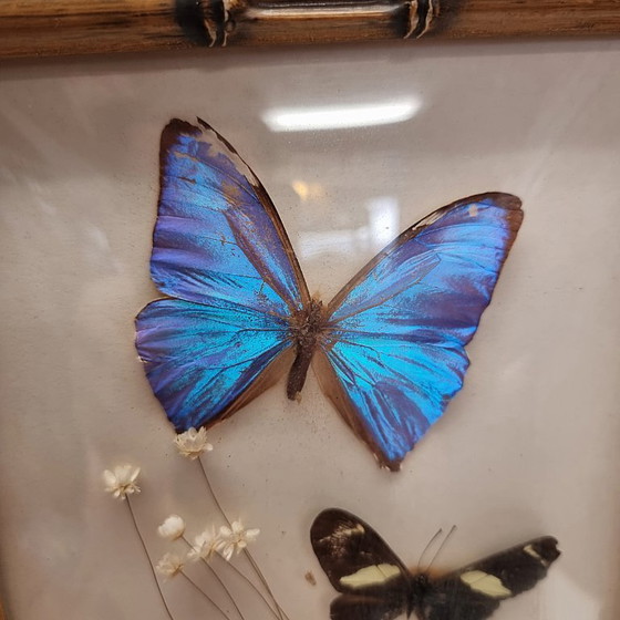 Image 1 of Vintage stuffed butterflies in frame