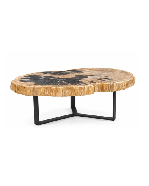 Petrified wood coffee table