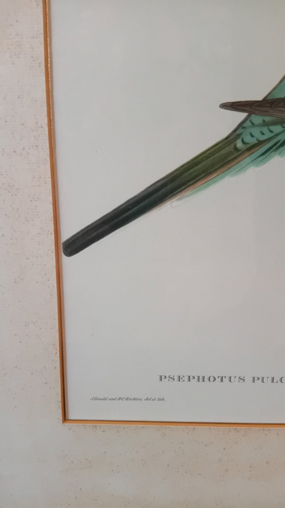 Image 1 of John Gould, Pséfoto Pulcherrimus