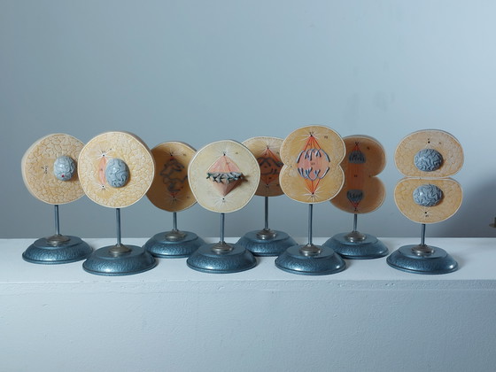 Image 1 of Vecchio modello didattico Divisione cellulare Mitosi Ausilio didattico di biologia Metallo Plastica