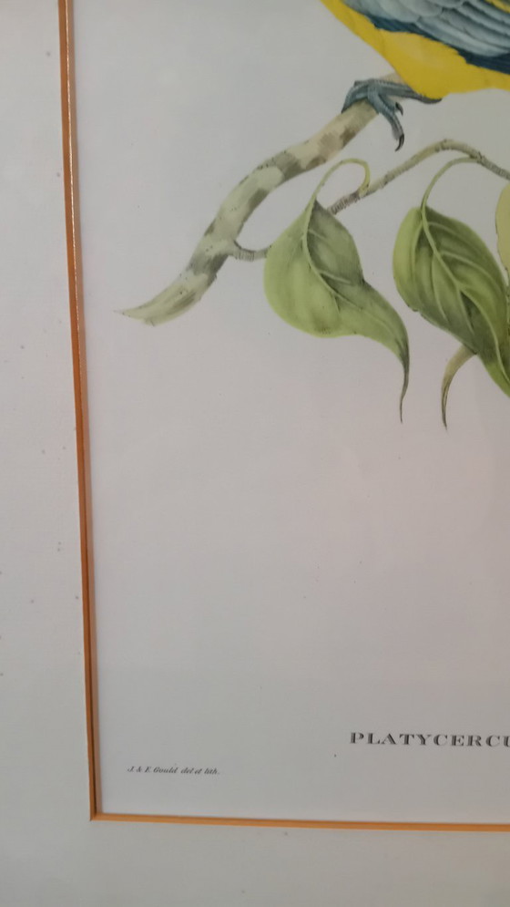 Image 1 of John Gould, Platycercus Flaveolus