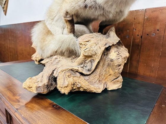 Antiker ausgestopfter Fuchs – Dekorative Objekte, Holz, Andere (photo 8 of 10)