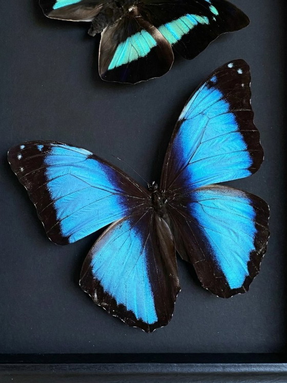 Image 1 of Entomological frame of blue Morpho butterflies – Contemporary naturalist composition under glass
