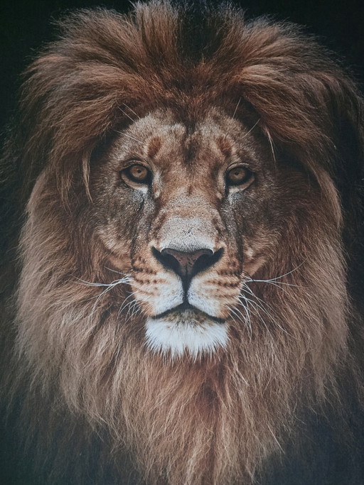 Arazzo da parete con leone. Tessuto da parete 147x117 cm