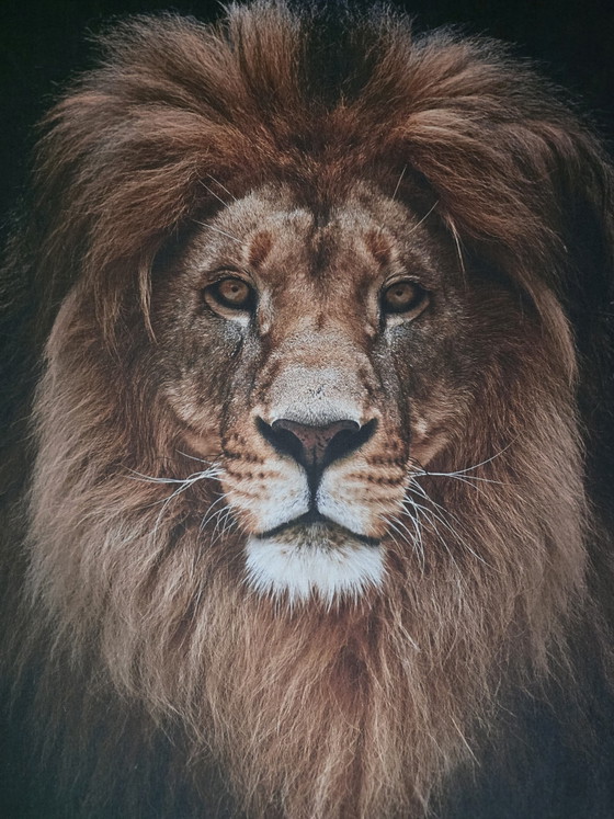 Image 1 of Arazzo da parete con leone. Tessuto da parete 147x117 cm