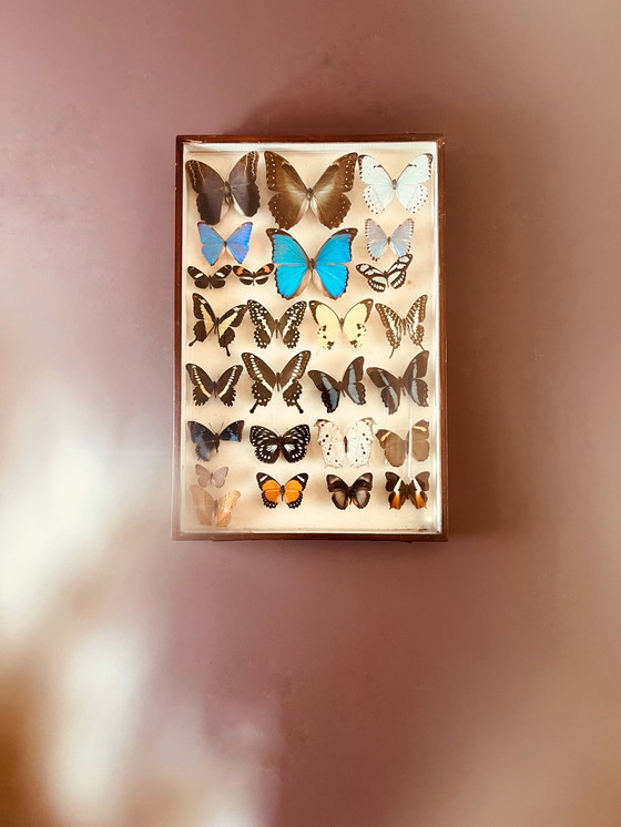 Image 1 of Unique ! 3 armoires papillon vintage exotiques