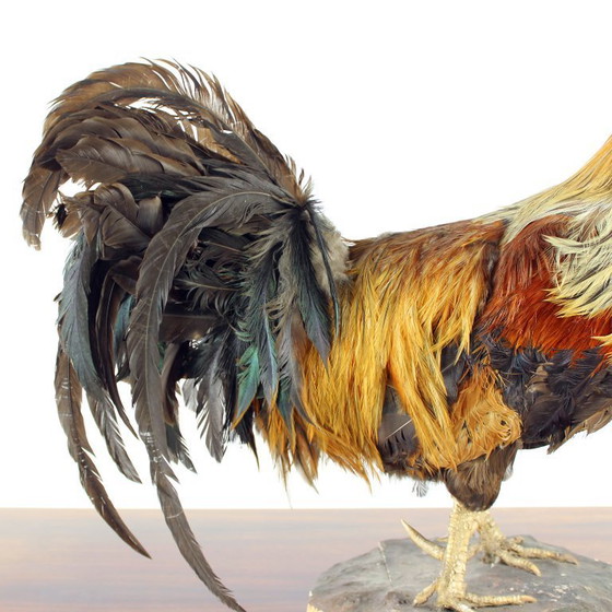 Image 1 of Grande gallo tassidermico tedesco antico, primi anni del 1900