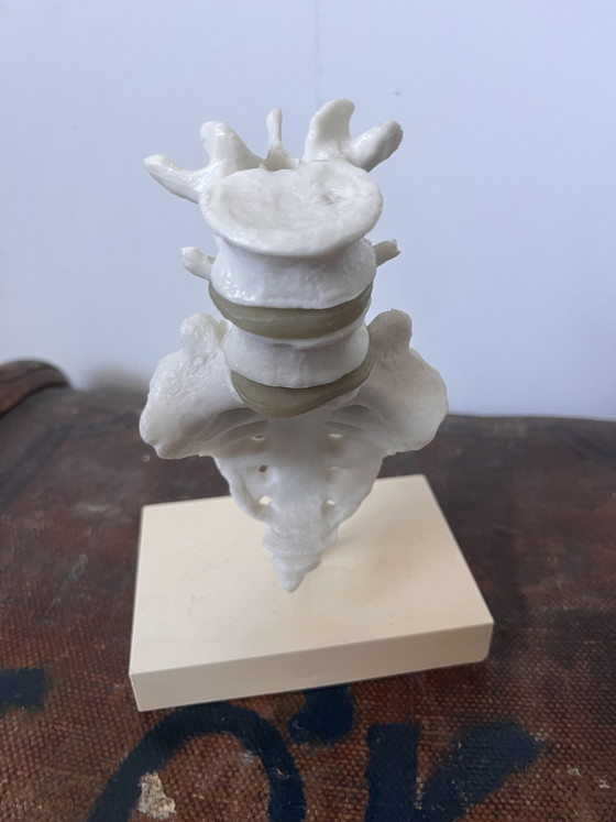 Image 1 of Anatomical decoration x 5