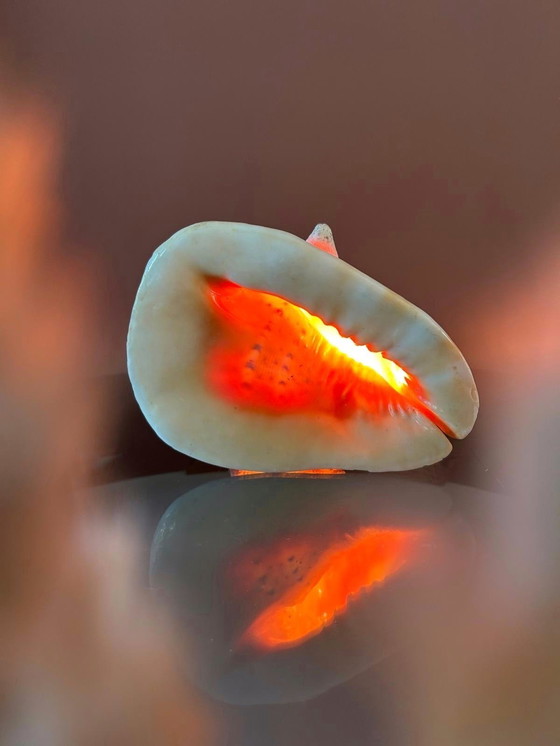 Image 1 of Casis Cornuta Helm Schelp Lamp