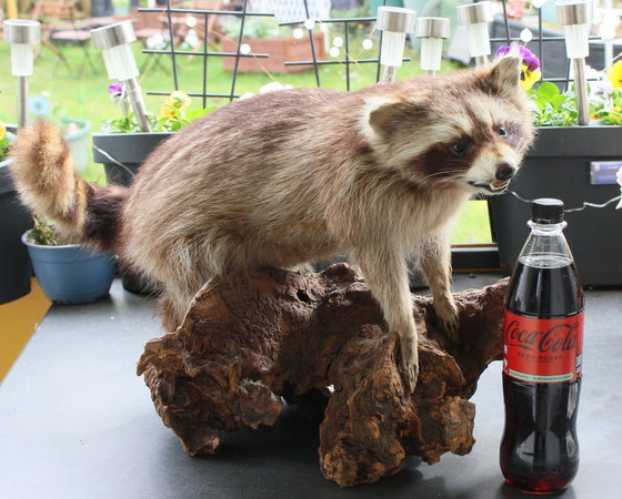Image 1 of Raccoon taxidermy from an estate, mounted on a large, heavy root, open snout with real teeth