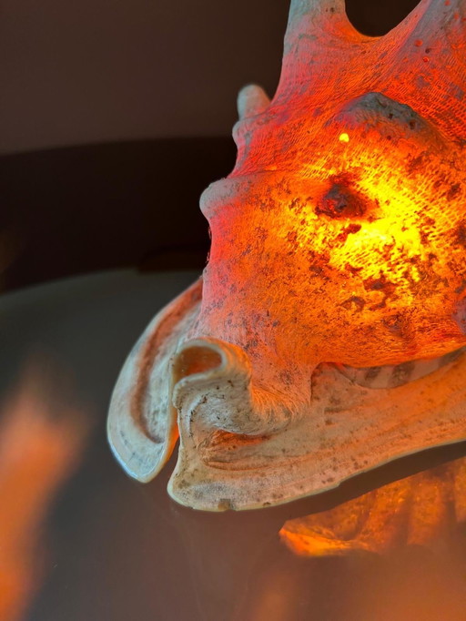Casis Cornuta Lampe en forme de coquille de casque