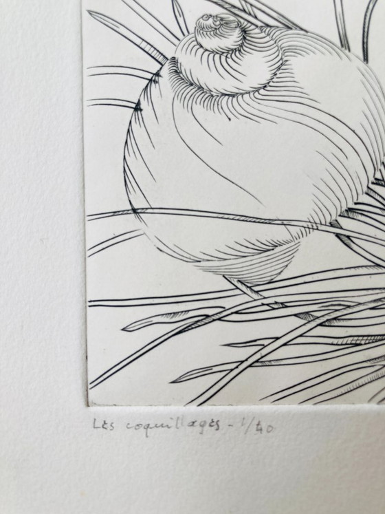 Image 1 of Yves Tregan - Vintage Etching - Shells