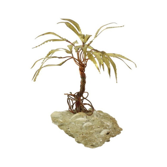 Image 1 of Palma sulla roccia Daniel D'Haeseleer