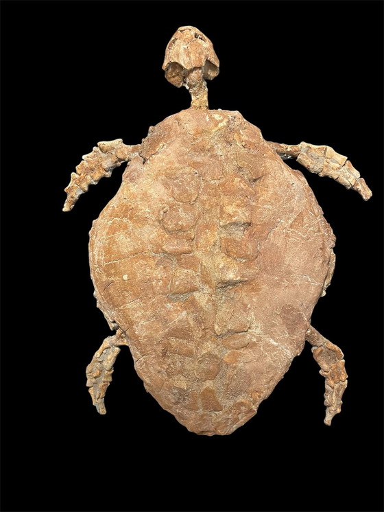 Image 1 of Scultura fossile di tartaruga