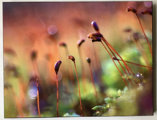Rouzbeh Tahmassian "Anhaltender Herbst"