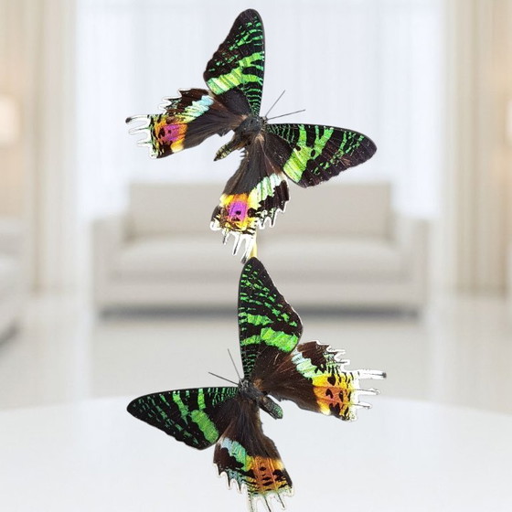 Image 1 of Echte Urania-Ripheus-Schmetterlinge unter einer Glaskuppel – limitierte Auflage