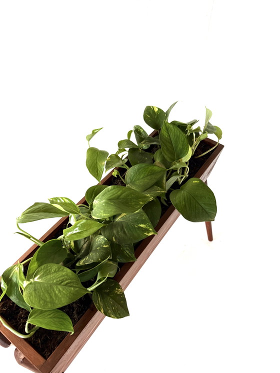 Image 1 of Vintage Danish teak planter '60