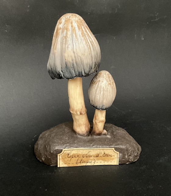 Image 1 of Conjunto exclusivo de 13 modelos de setas Deyrolle / Eurosap-Deyrolle – Colección didáctica de farmacia francesa