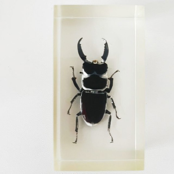 Image 1 of Ensemble vintage d'insectes en résine, scarabée rhinocéros, lucane cerf-volant, presse-papier en résine, années 1980