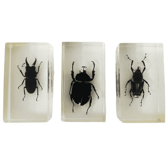 Image 1 of Resin insect set neushoornkever vliegend hert bamboe snuit kever presse-papier 1980's