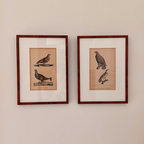 Image 1 of Twee handgekleurde Brusselse ornithologische lithografieën (ca. 1828–1833) – Burggraaff, Lejeune – Pl. 1 en Pl. 19