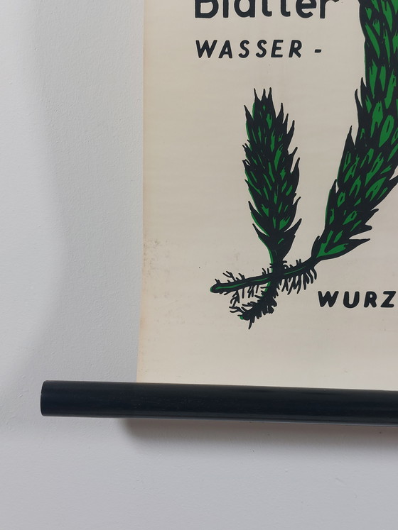 Image 1 of Vintage roll-up map, teaching aid, biology, plants, wall map